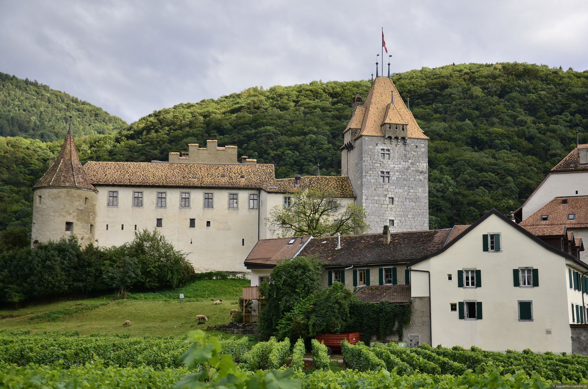 Aigle